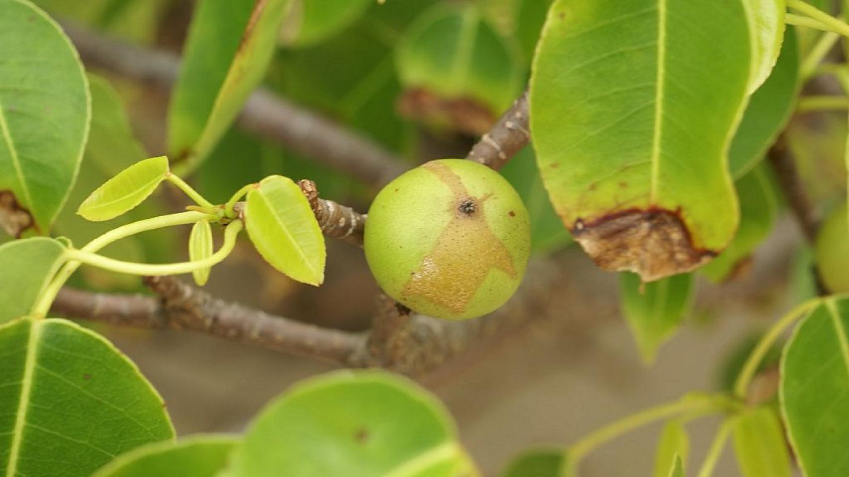 Una manzana en un árbol