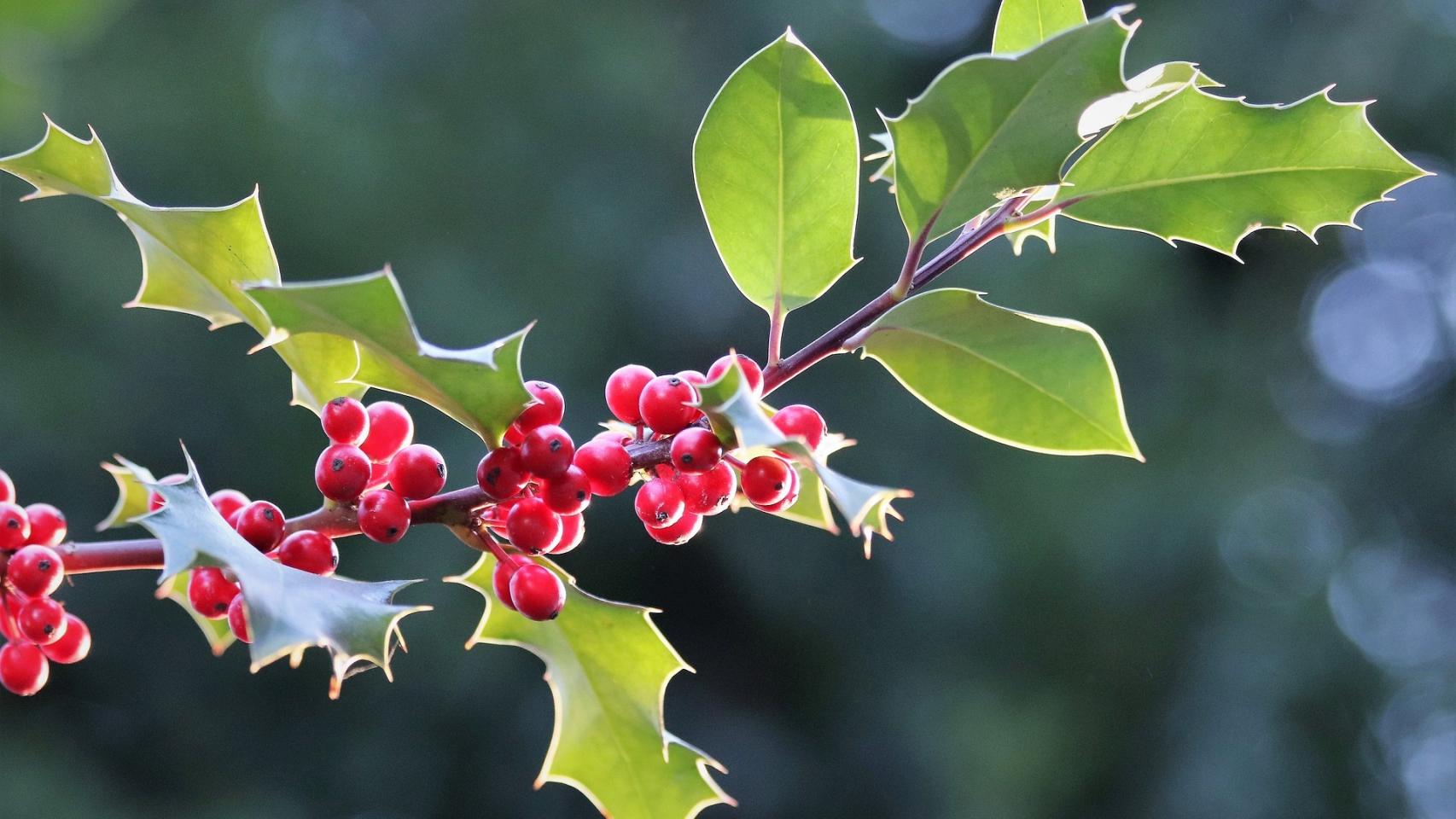 Las plantas más resistentes al frío del invierno