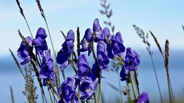 Estas son las plantas más venenosas del mundo