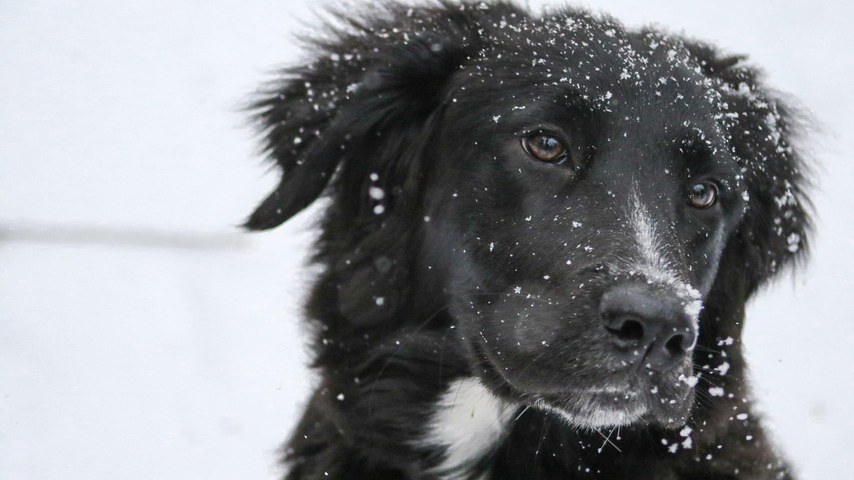 ¿Cuánto frío puede soportar mi perro?
