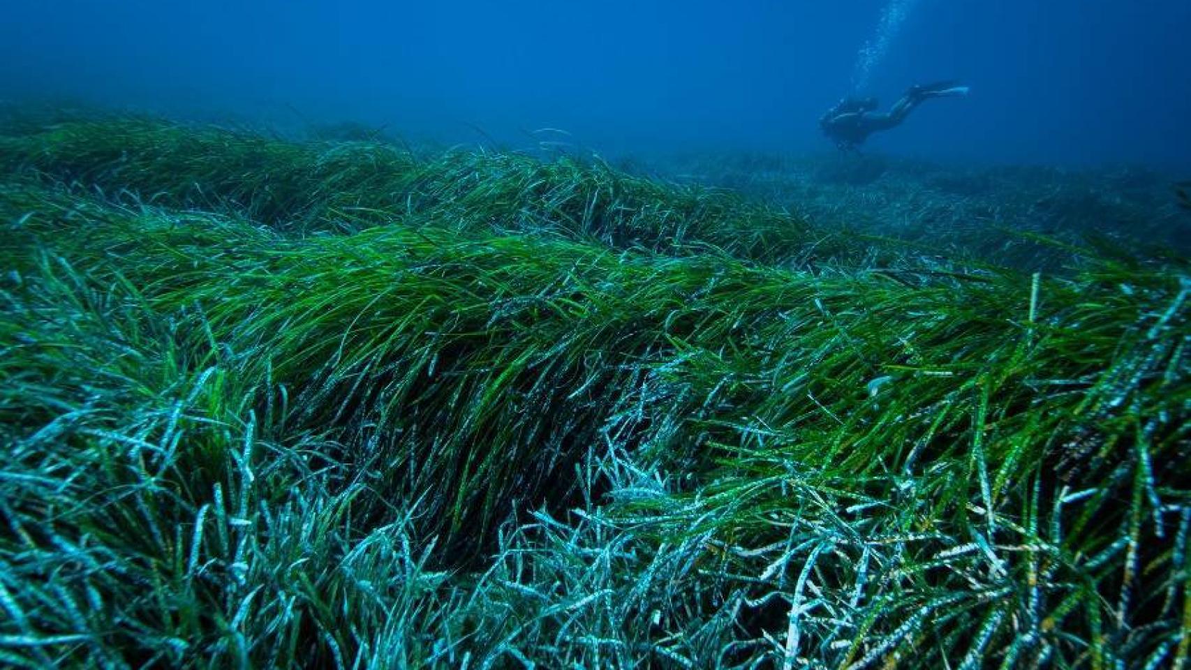 Praderas de posidonia.
