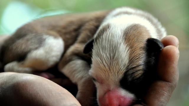 Un cachorro en una foto de archivo.