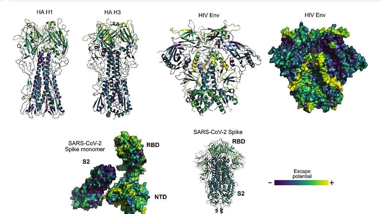 Imágenes de proteínas de virus de la gripe, VIH y SARS-CoV-2 con zonas coloreadas según su potencial para mutar y ‘escapar’ de la respuesta inmunitaria. / B. Hie et al.-MIT/Science