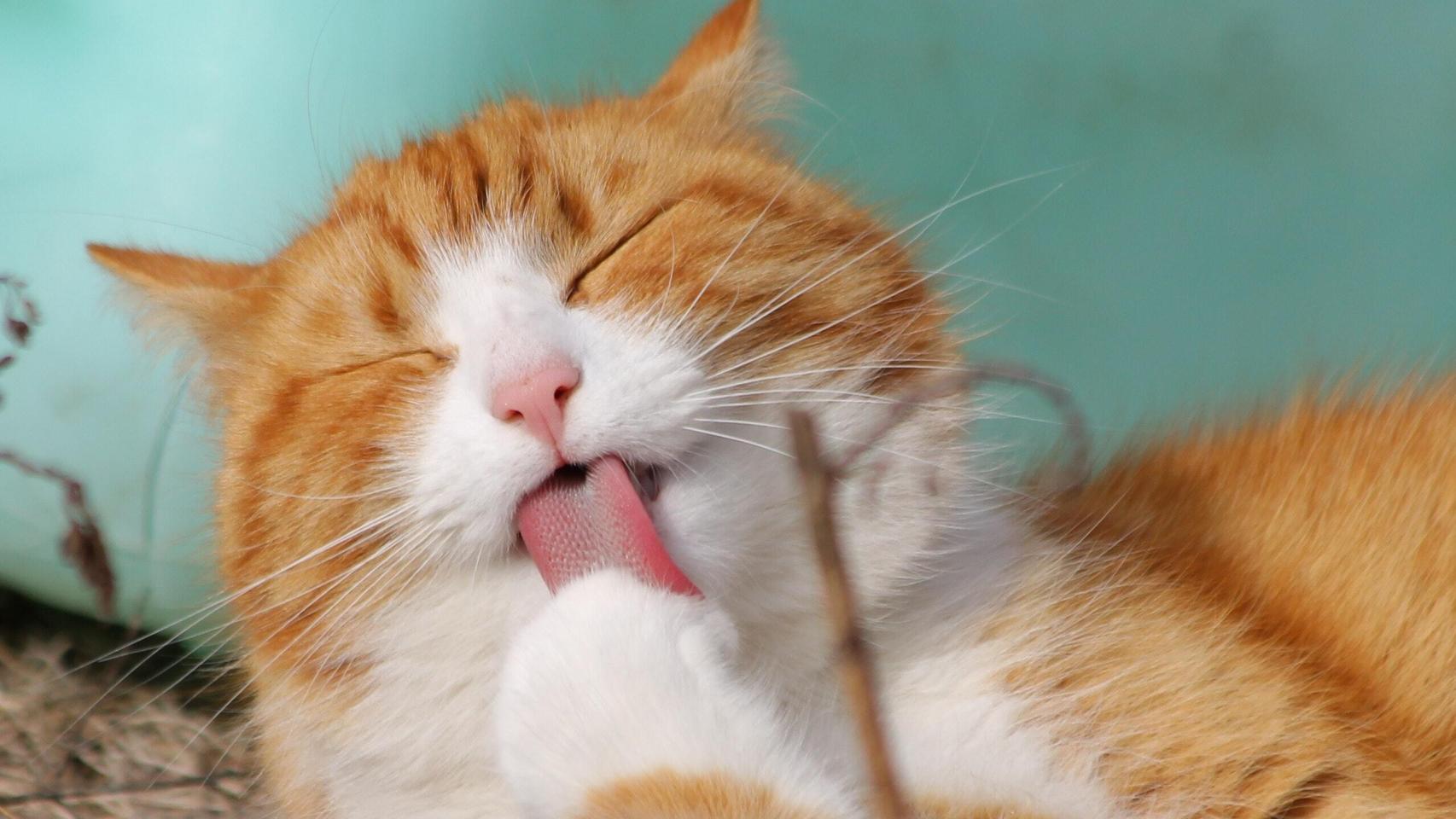 Cómo quitar el mal olor de la arena del gato