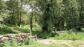 El parque forestal de la Selva Negra.