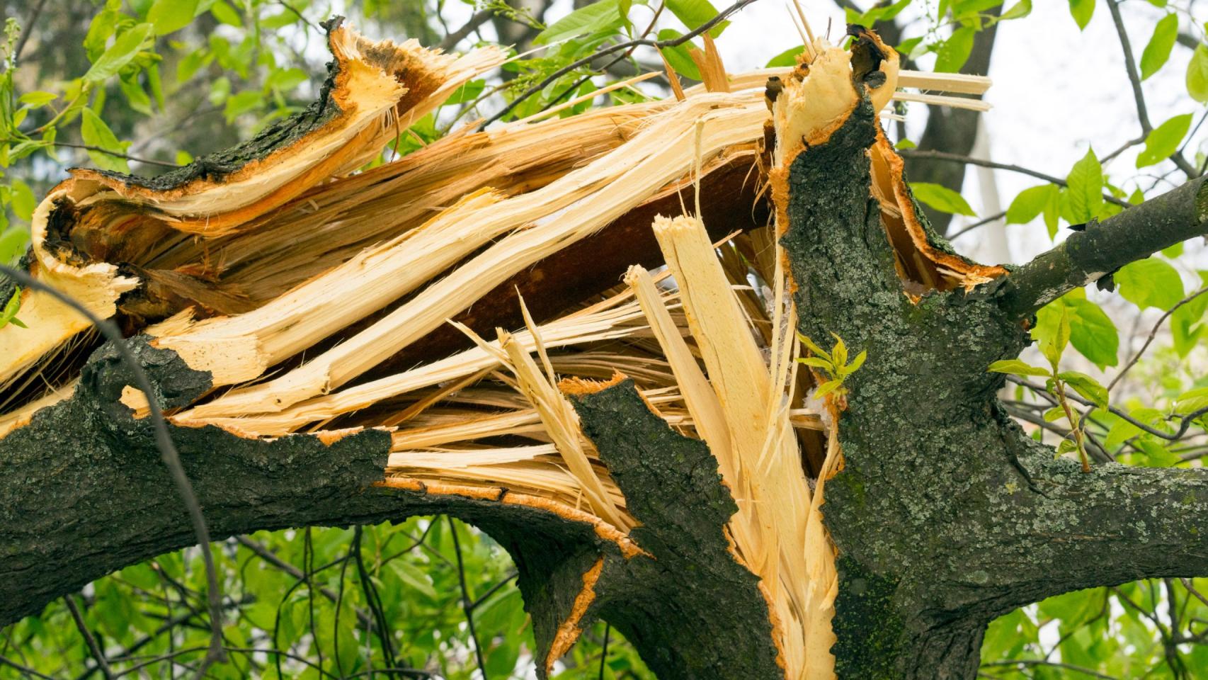 Las rachas de viento han causado numerosas incidencias en Vigo