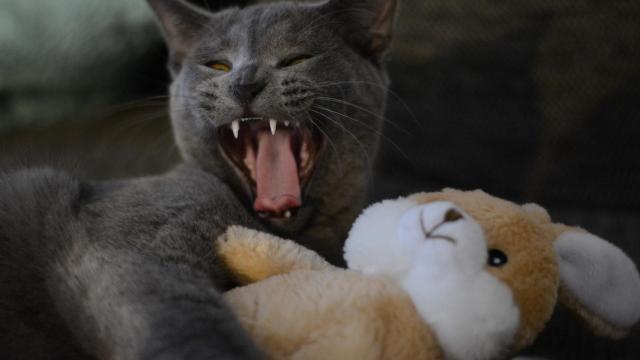 Qué hacer si mi gata está en celo: soluciones y remedios