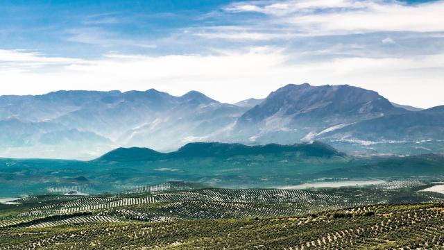 Un paseo por la España de los olivos y la aceituna