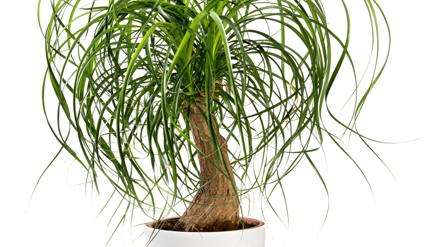 Cómo cuidar una planta de elefante: cuidados y consejos
