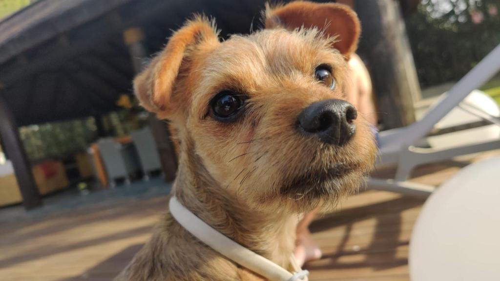 La cara de los perros empieza a pixelarse en Maps