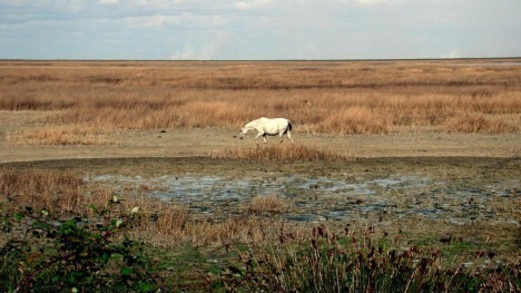 Un caballo pasta en las marismas del Parque Nacional de Doñana.