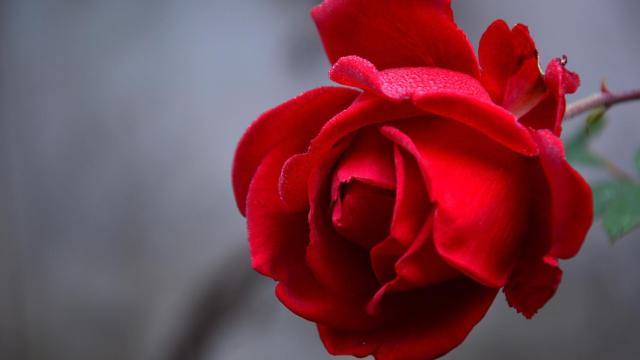 Cómo cuidar un rosal de maceta: trucos y consejos
