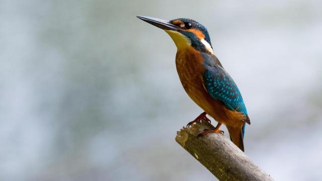 aves