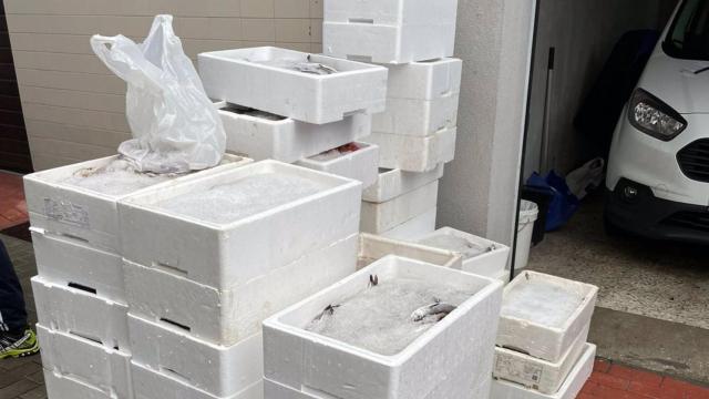 Requisados cerca de 700 kilos de pescado y marisco, la mayoría en la ría de Pontevedra