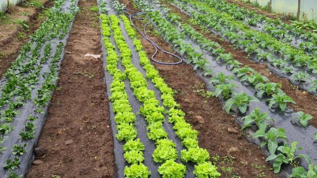 Algunos de los productos de Horteamus en la huerta.