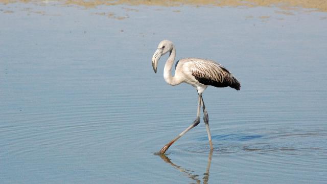 Un viaje por la naturaleza para disfrutar de la observación de aves