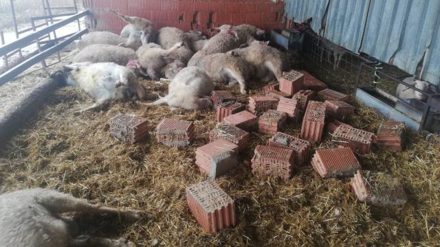 Explotación ganadera de Zamora atacada por los lobos