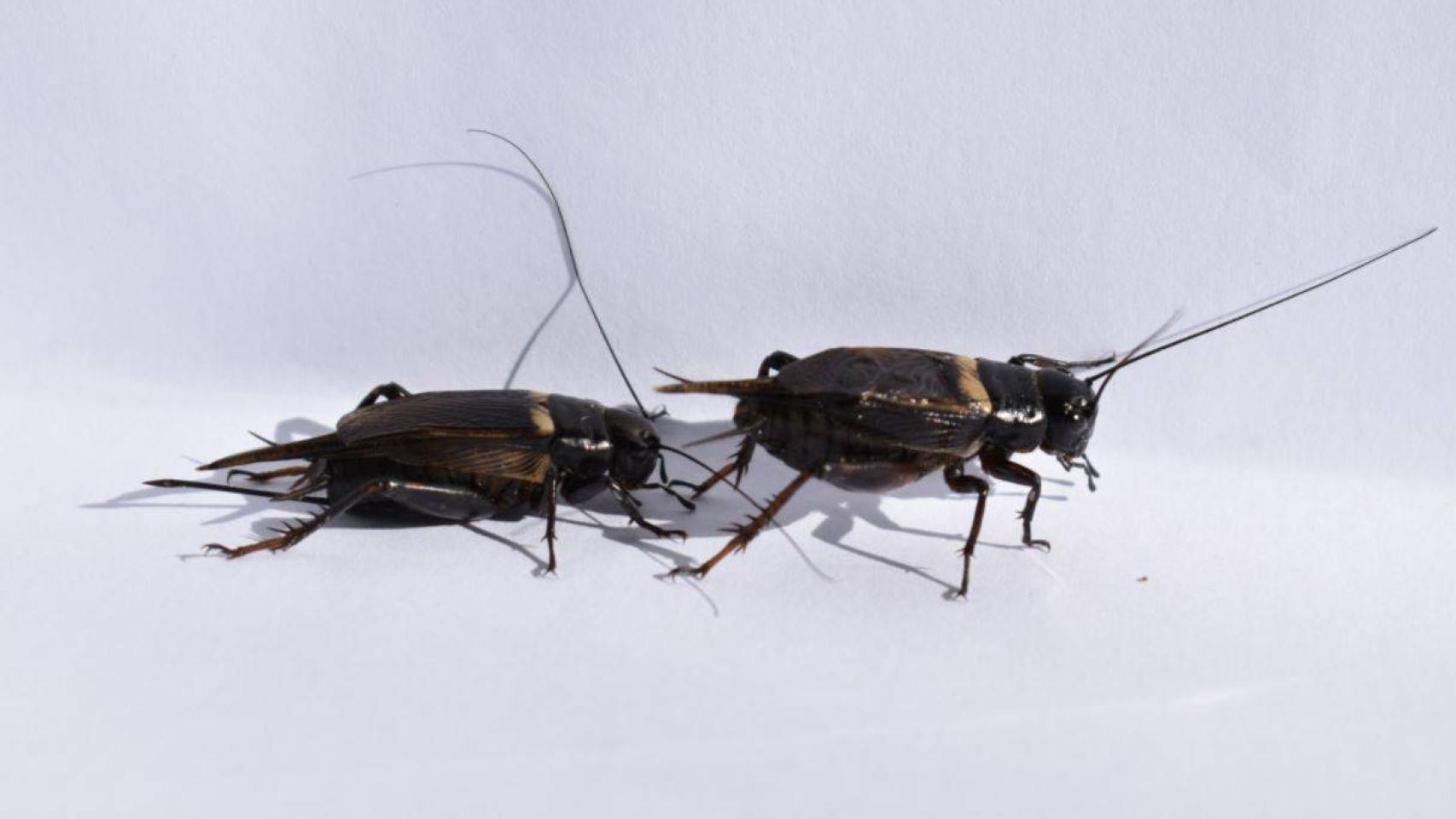 Una hembra de grillo de campo africano se acerca a un macho durante los experimentos realizados en este estudio.