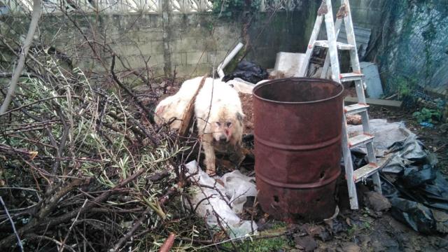 El mastín que sufrió maltrato en Miño.