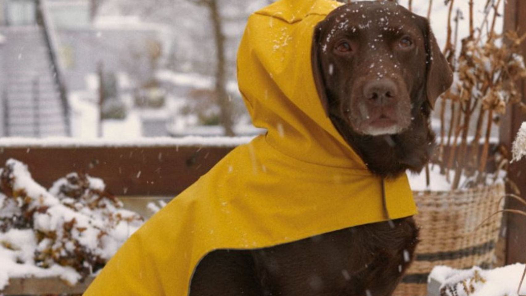 Zara lanza su primera colección de ropa para mascotas con éxito.