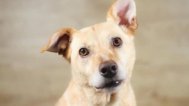 Beis, de la protectora Bai.Sempulgas.