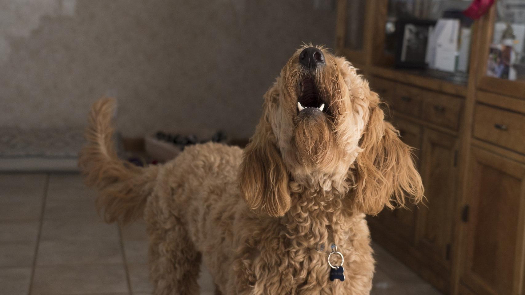 ¿Por qué aullan los perros?