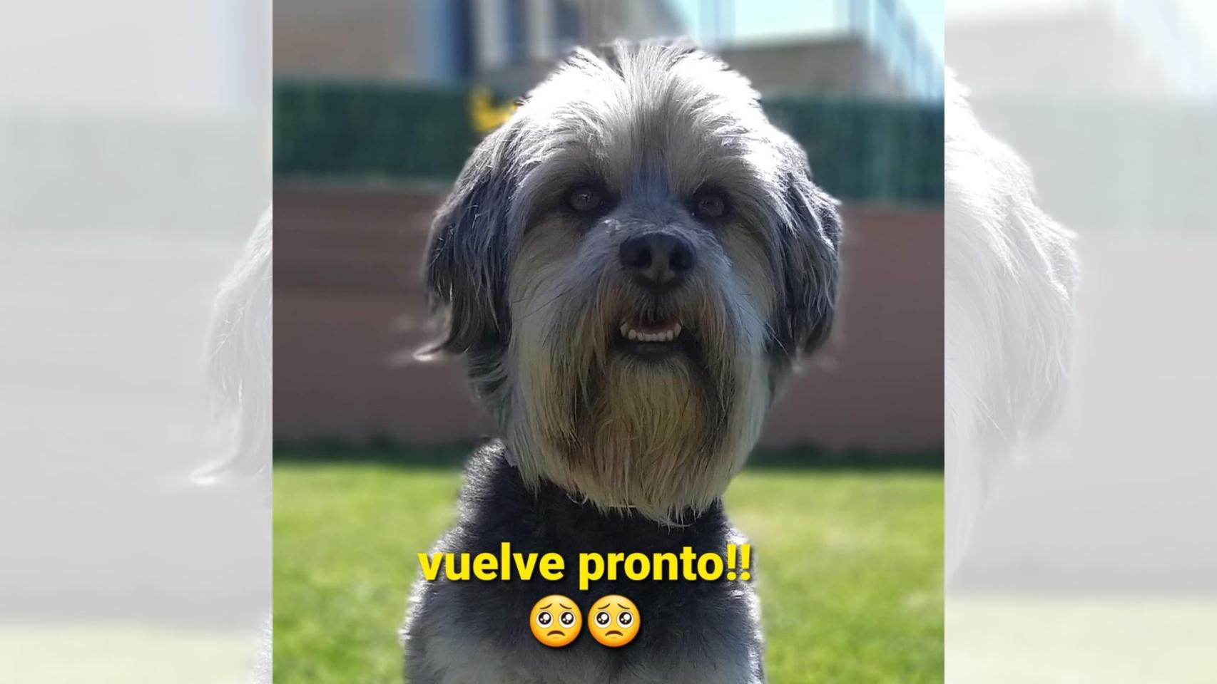 Faruq, el perro desaparecido en Cesantes (Redondela)
