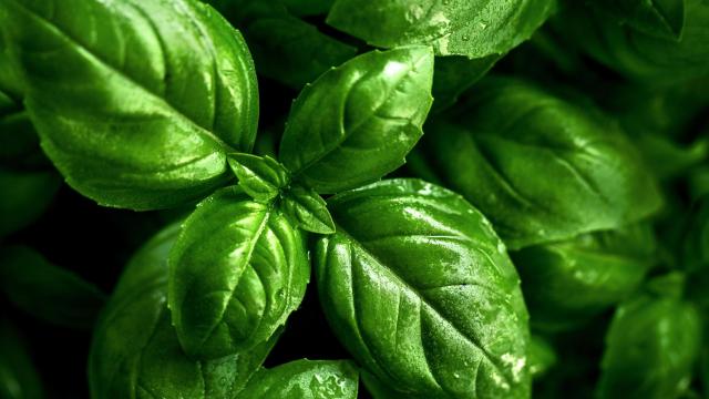 Cómo cuidar una planta de albahaca: cuidados y consejos