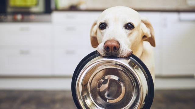 10 alimentos prohibidos para los perros.