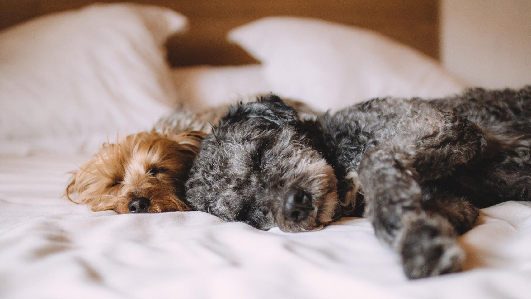 ¿Qué significan las posiciones de los perros para dormir?