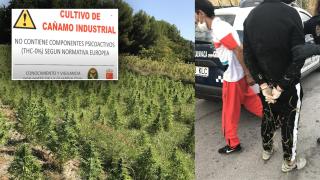 Dos ladrones detenidos en una de las fincas de cáñamo del empresario asiático.