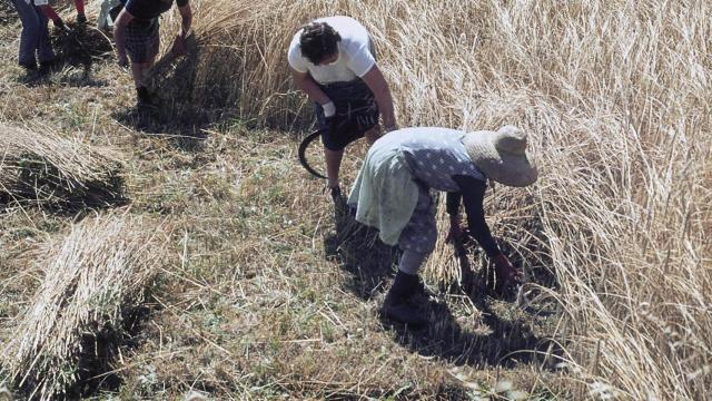 La fotografía Mulleres segando o centeo de la colección Jaume Joveras e Juan Piñeiro Andión.