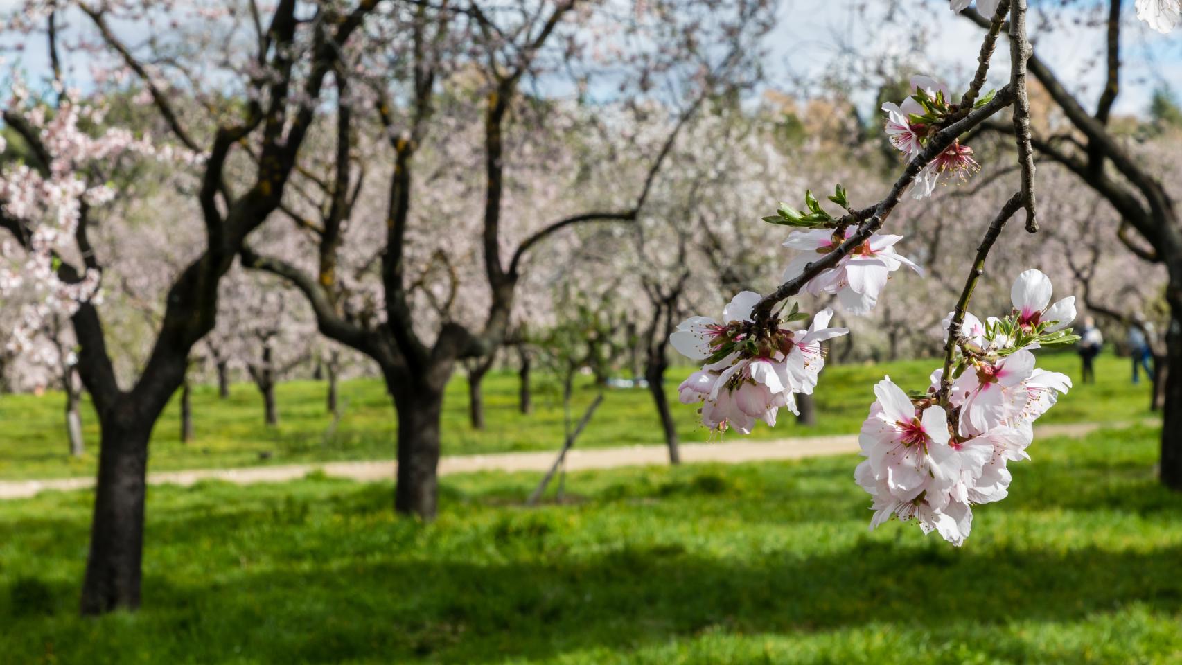 Un campo de árboles frutales en flor.