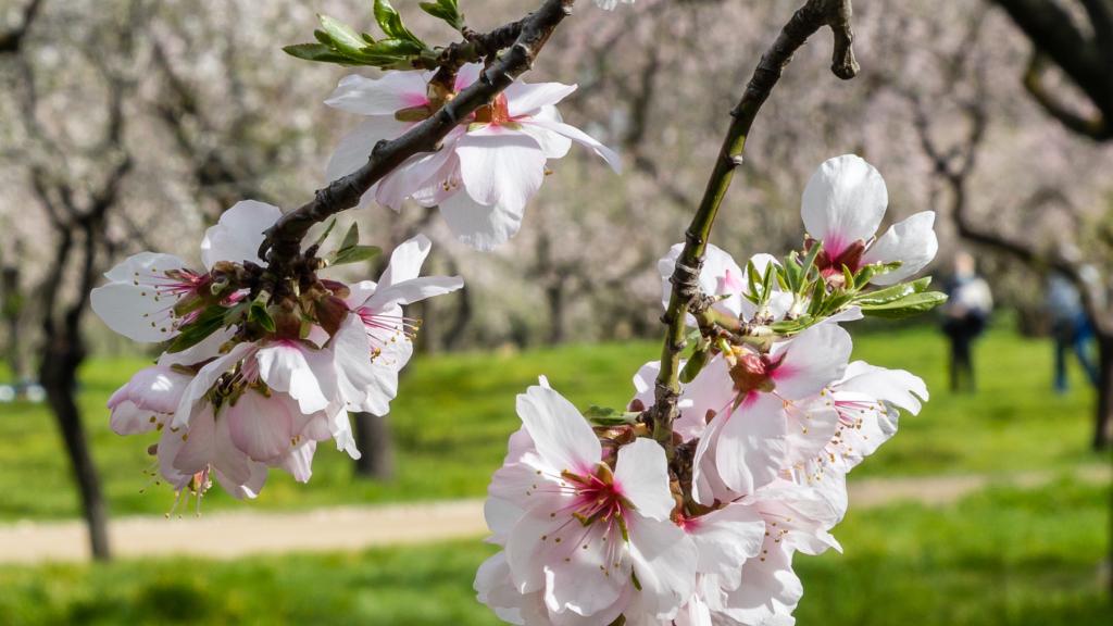 Un campo de árboles frutales en flor.