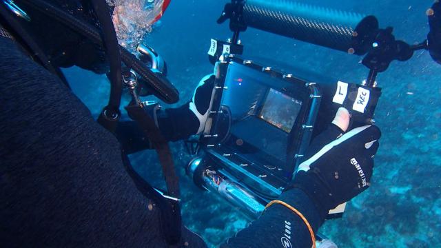 Un técnico del proyecto durante sus trabajos en Cabrera. FOTO: IEO.