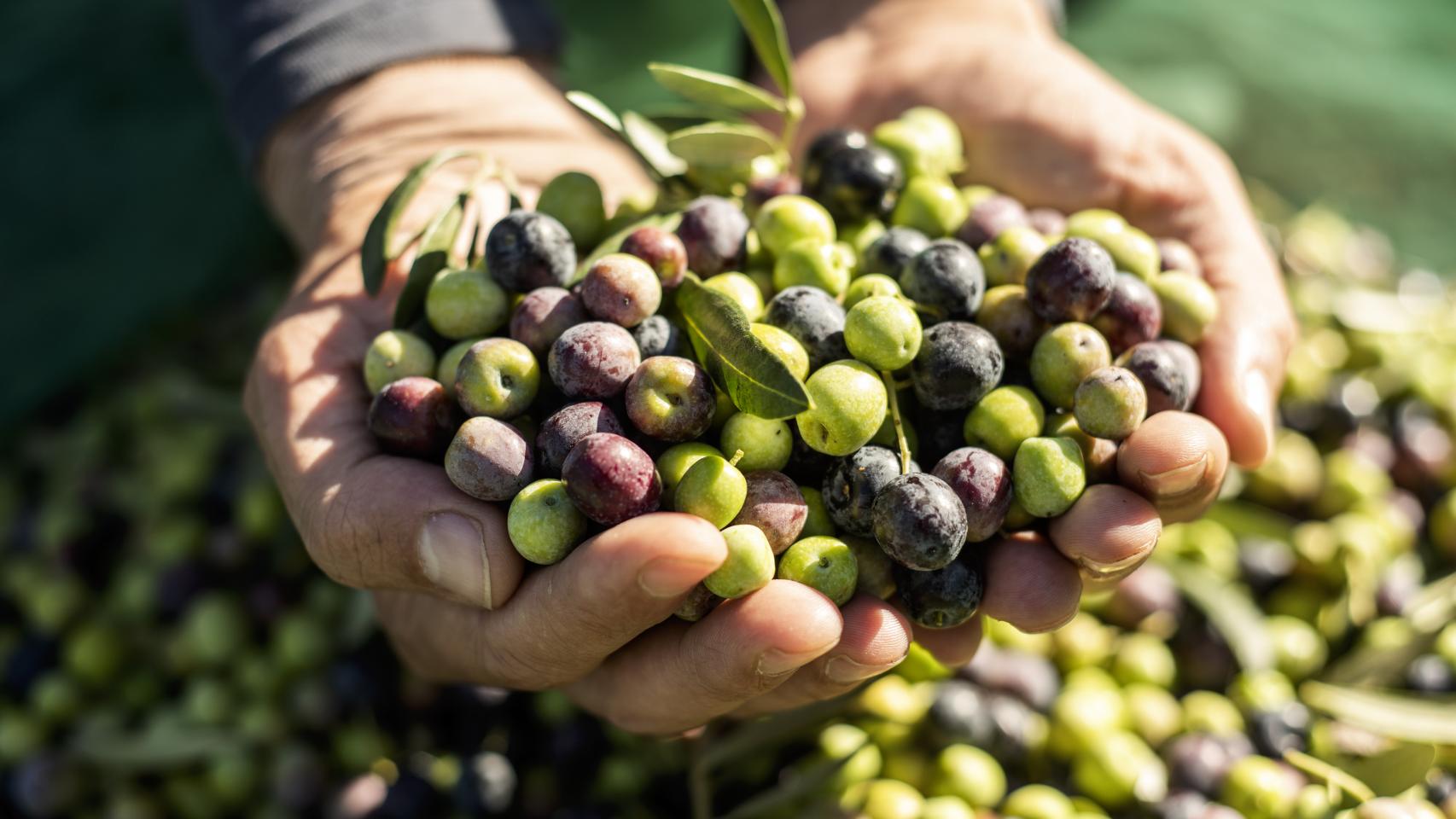 Aceitunas recién recolectadas.