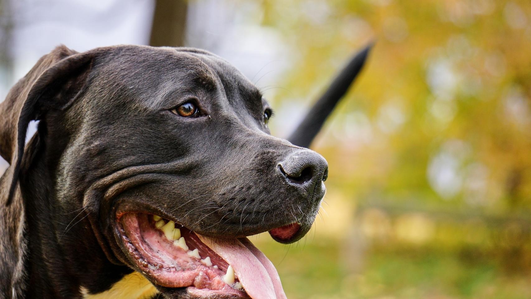 Cómo saber si mi pitbull es puro