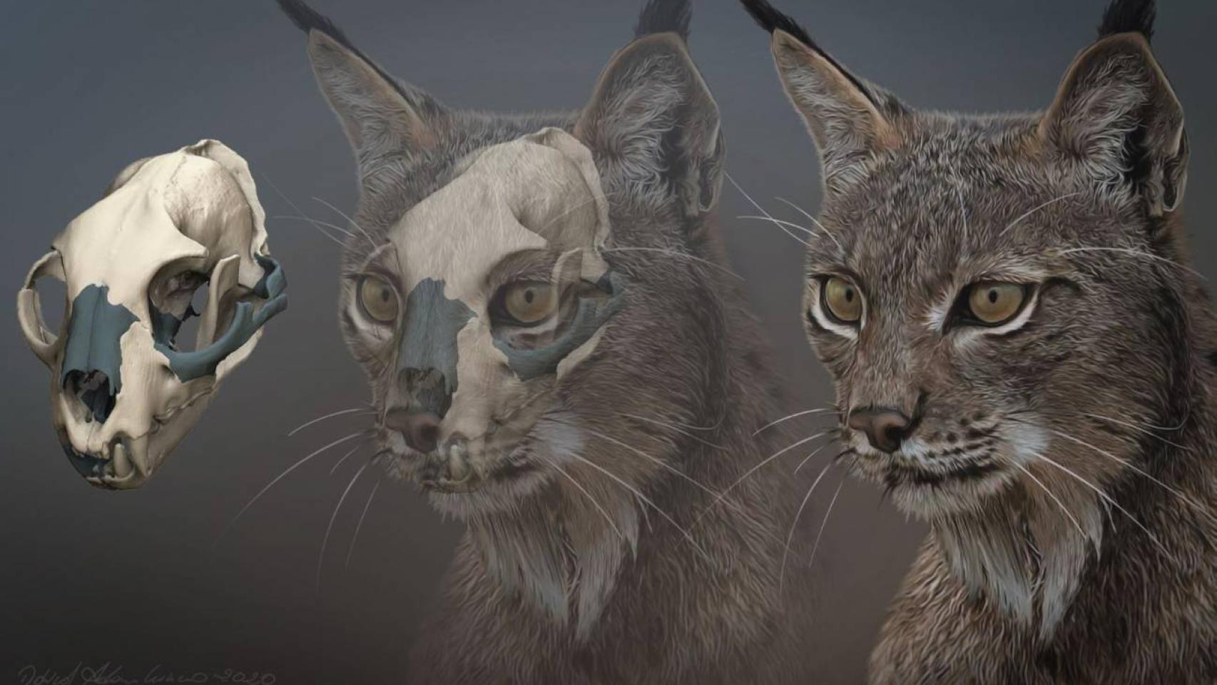 Cráneo original restaurado digitalmente (izquierda) y recreación del aspecto en vida (derecha) del ejemplar de Lynx pardinus de Ingarano.