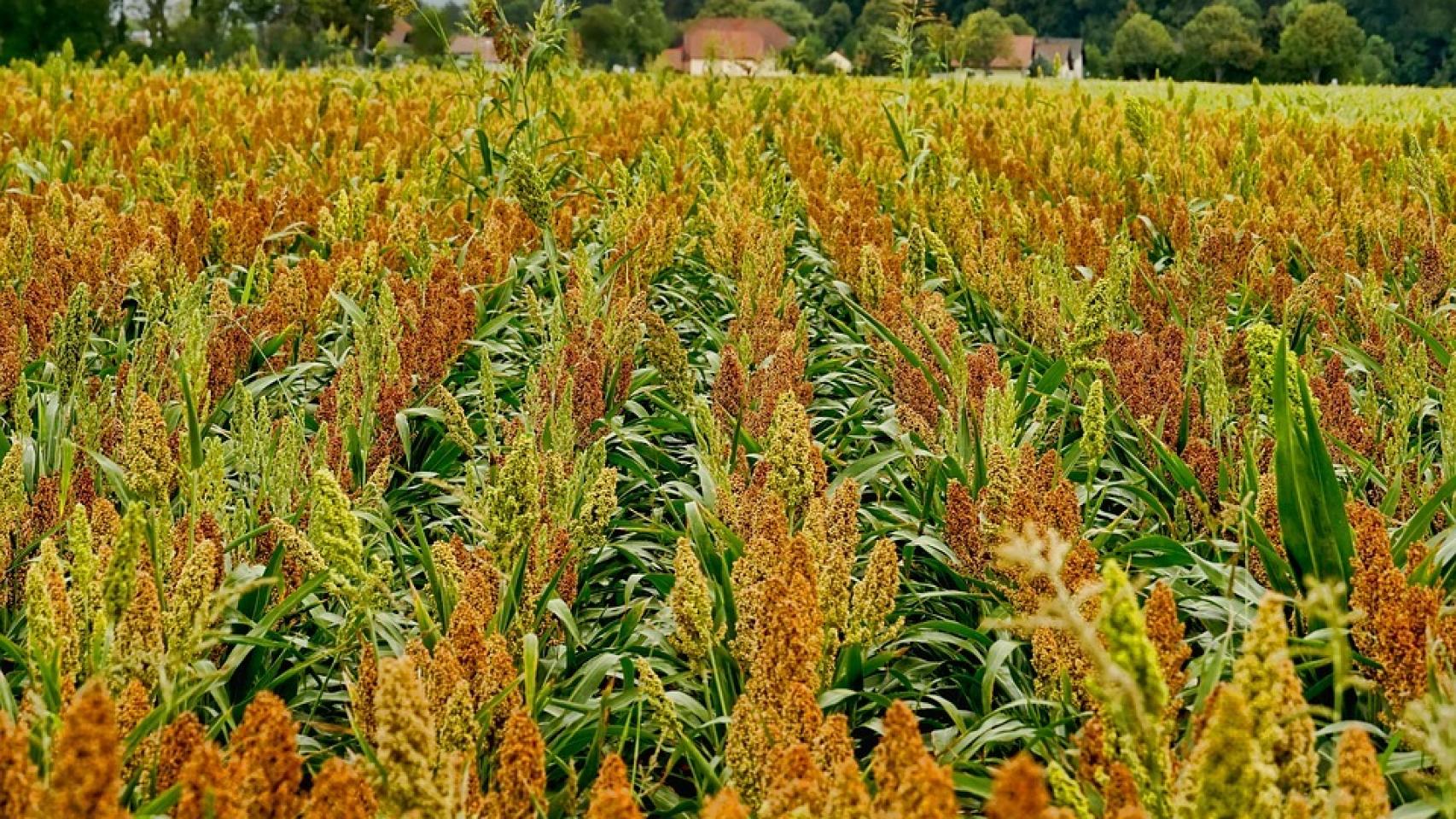 El sorgo es uno de los cereales menos conocidos en España, aunque con mucho potencial.