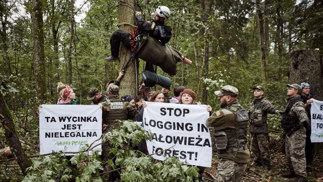 Activistas de Greenpeace protestan contra la tala de árboles en el bosque de Bialowieza.