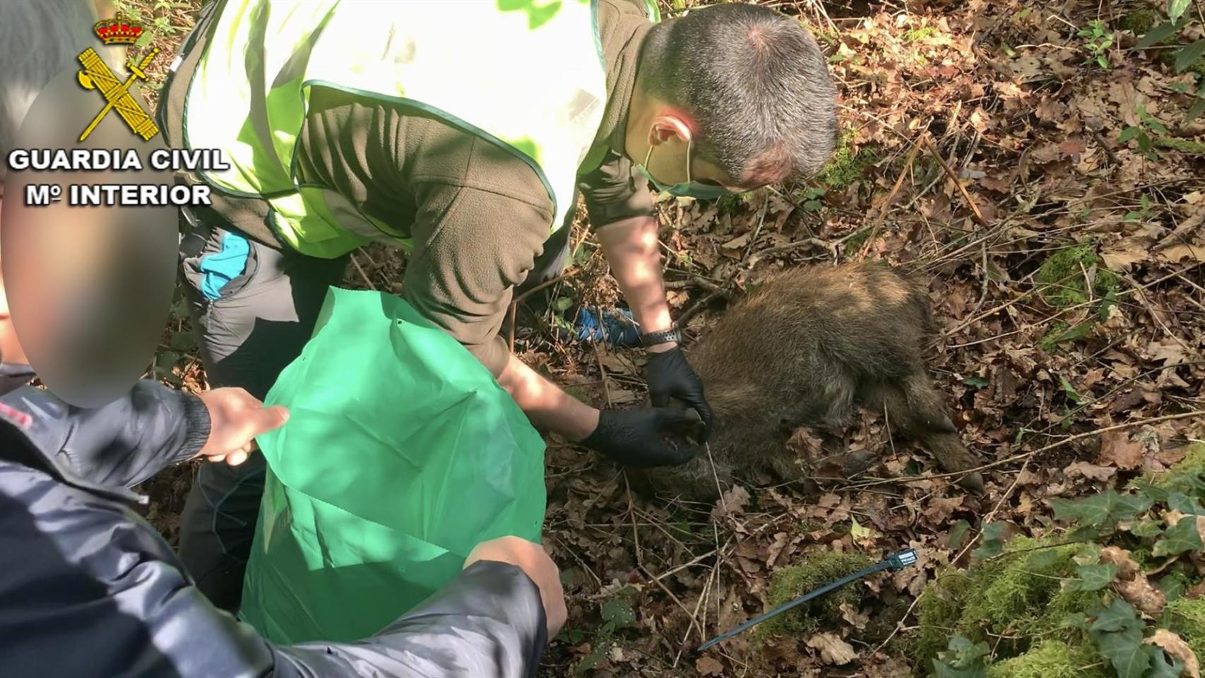 Investigan a un vecino de Ponteareas (Pontevedra) por colocar lazos para capturar jabalíes