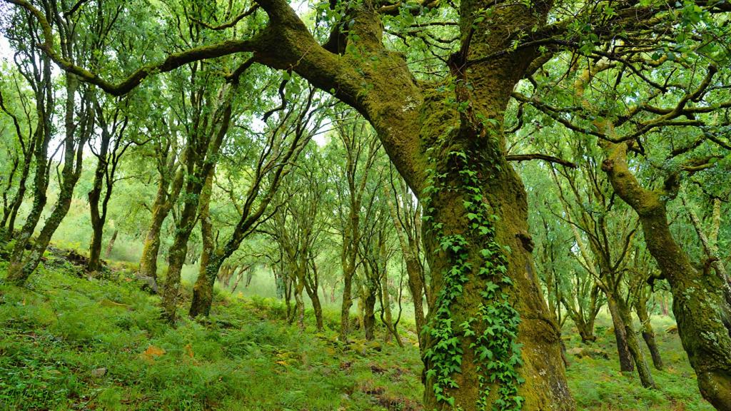 Sobreiras do Faro, en Oia.