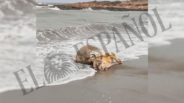 Aparece un ternero muerto en una playa de Águilas.