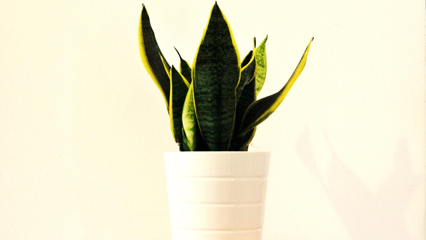 Cómo cuidar la Sansevieria: consejos y remedios caseros