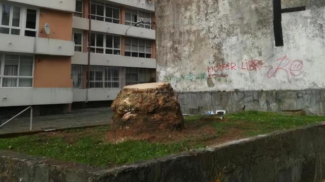 Palmera talada en el Barrio de las Flores.