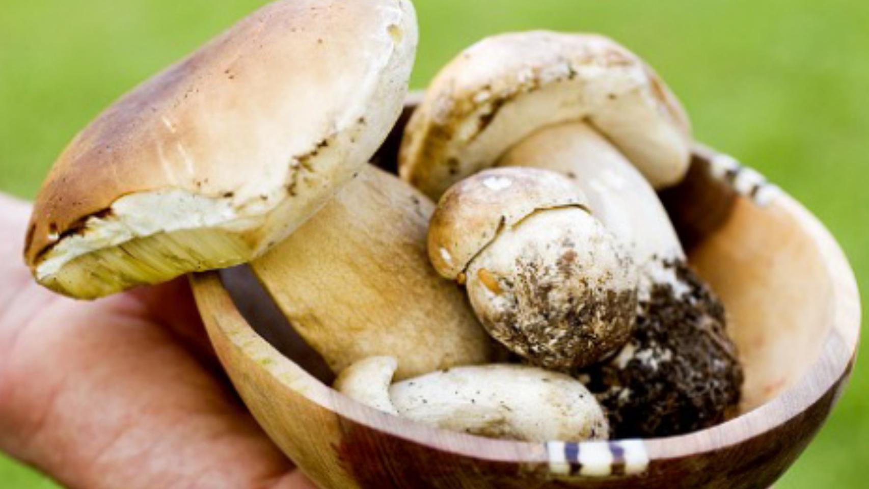 Setas y champiñones tienen excelentes propiedades para la salud.