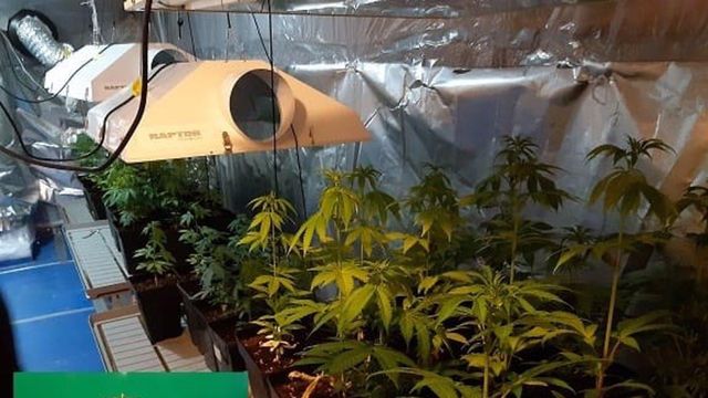 Cultivo de marihuana intervenido.