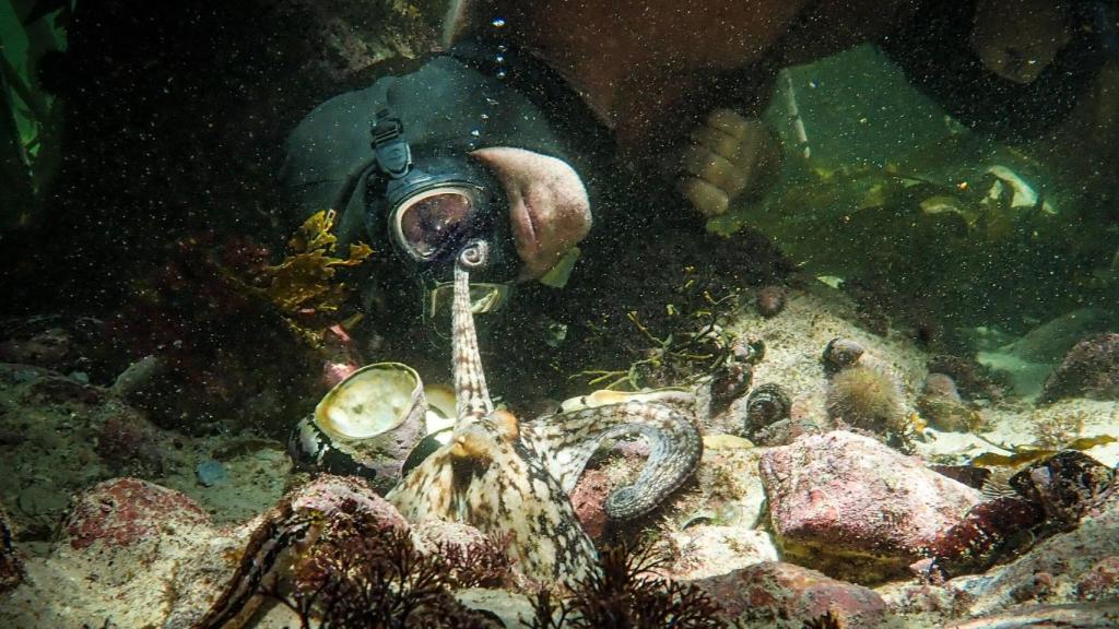 Fotograma de 'Lo que el pulpo me enseñó'.