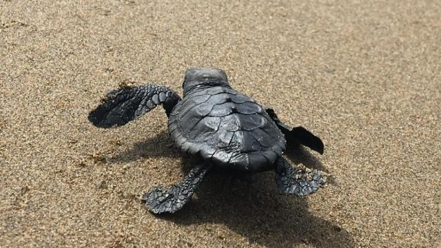 Cría Tortuba boba. Fundacion CRAM