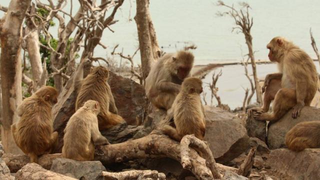 Un grupo de macacos sentados y acicalándose en isla Cayo Santiago, en Puerto Rico, en mayo de 2018.